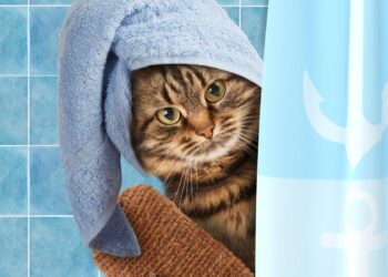 banho em gato em casa