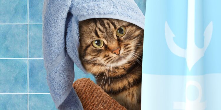 banho em gato em casa