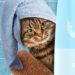 banho em gato em casa
