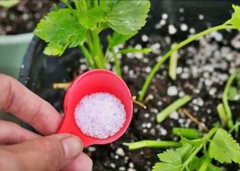 3 Formas de Utilizar o Bicarbonato de Sódio como Fertilizante para Suas Plantas!