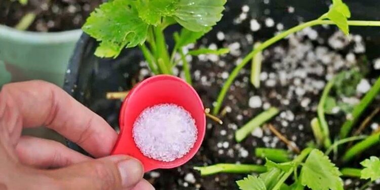 3 Formas de Utilizar o Bicarbonato de Sódio como Fertilizante para Suas Plantas!