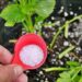 3 Formas de Utilizar o Bicarbonato de Sódio como Fertilizante para Suas Plantas!