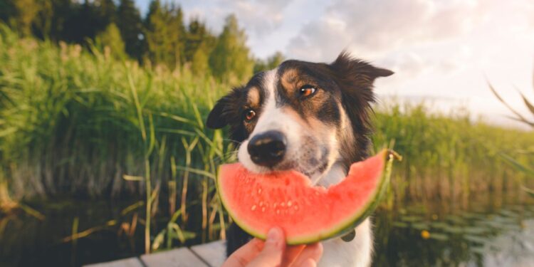cachorro pode comer frutas