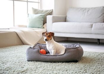 cachorro sozinho em casa