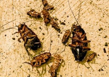 cheiros que a barata não gosta