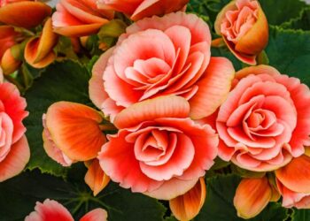 dicas sobre como cuidar de begônia