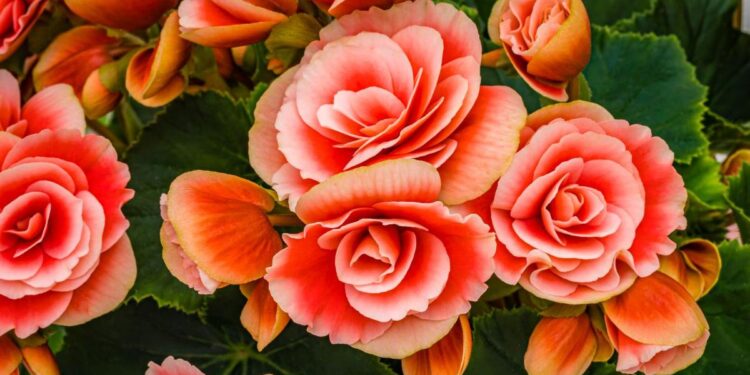 dicas sobre como cuidar de begônia