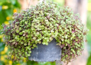 saiba como cultivar dinheiro-em-penca