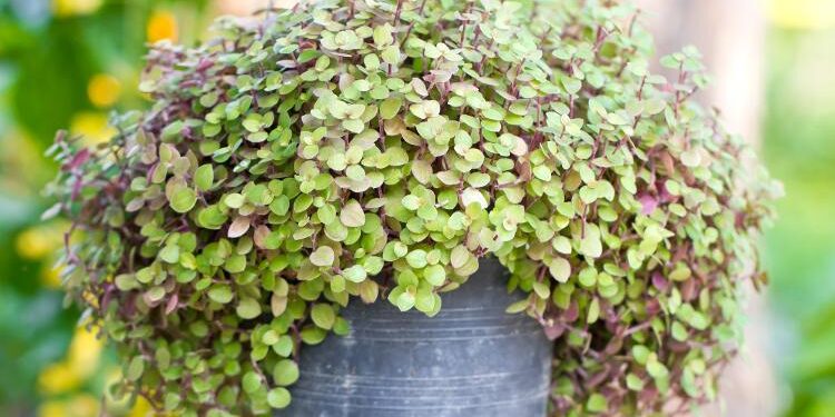 saiba como cultivar dinheiro-em-penca