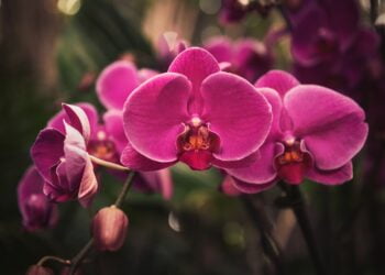 descubra como cuidar de orquídeas
