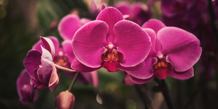 descubra como cuidar de orquídeas