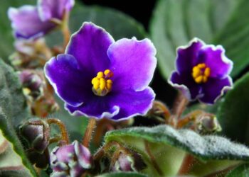 dicas sobre como cuidar de violeta