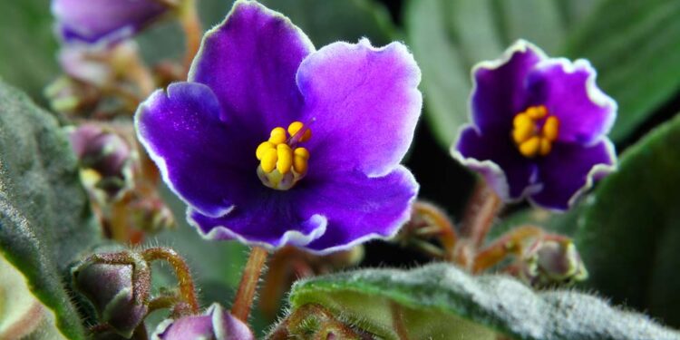 dicas sobre como cuidar de violeta