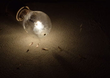 dicas de como espantar bichinhos de luz