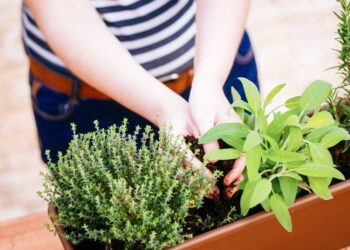 dicas sobre como fazer horta em apartamento