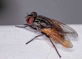 Truque caseiro INFALÍVEL para eliminar as moscas da sua casa