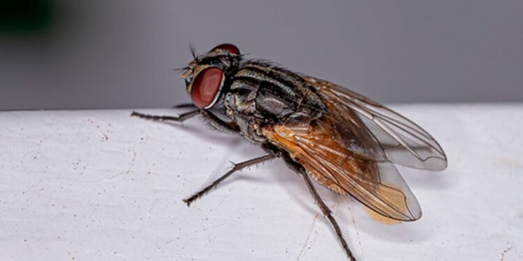 Truque caseiro INFALÍVEL para eliminar as moscas da sua casa