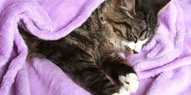 Aprenda a lavar cobertor de microfibra sem perder a maciez