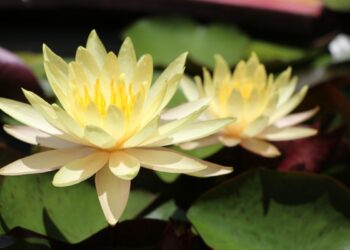 plantar flor de lótus