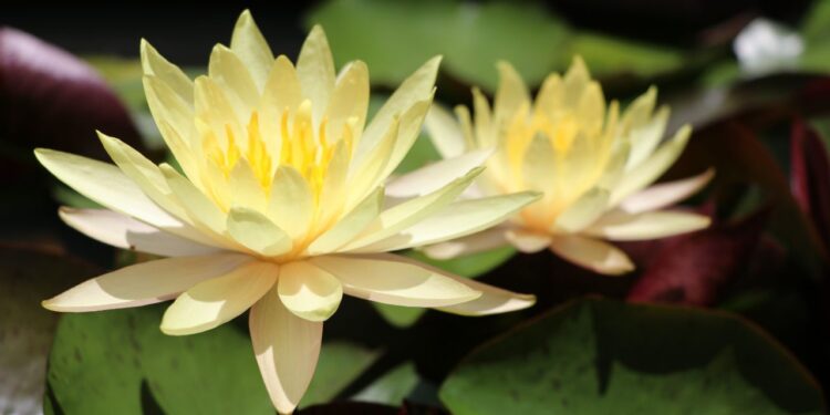 plantar flor de lótus