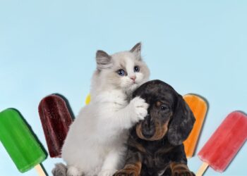 sorvete de frutas para cachorro e gato