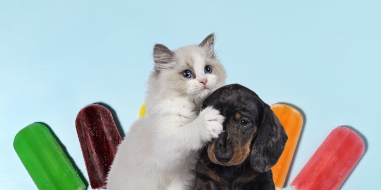 sorvete de frutas para cachorro e gato