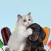 sorvete de frutas para cachorro e gato