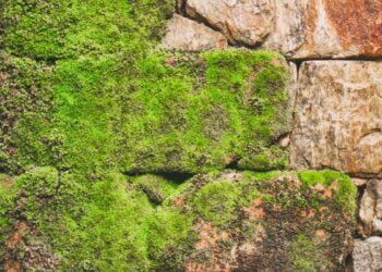 tira limo caseiro potente