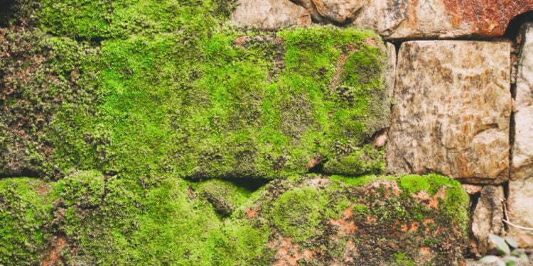 tira limo caseiro potente