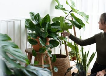 REVELADO! Esse é o segredo para o sucesso das suas plantas!