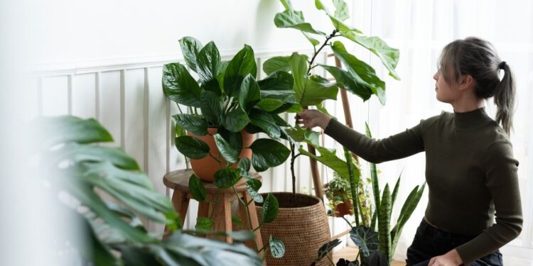 REVELADO! Esse é o segredo para o sucesso das suas plantas!