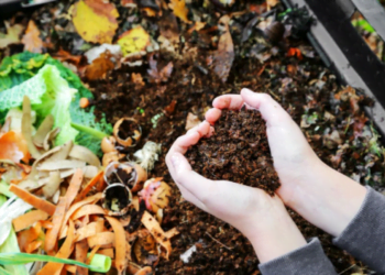 Fertilizante natural para suas plantas crescerem mais rápido e mais lindas