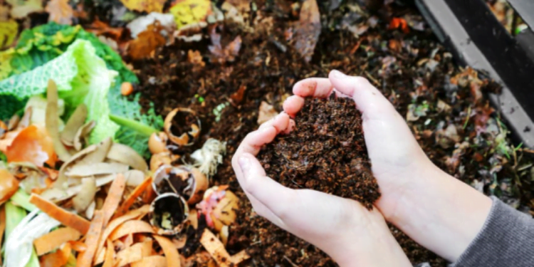 Fertilizante natural para suas plantas crescerem mais rápido e mais lindas
