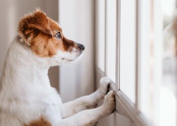 Ansiedade Animal: Ajude o seu pet com estas 7 dicas simples
