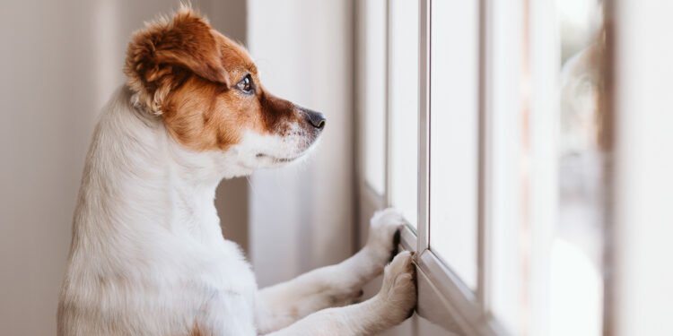 Ansiedade Animal: Ajude o seu pet com estas 7 dicas simples