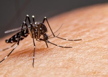Dengue na Escola: Veja 4 dicas para proteger suas crianças