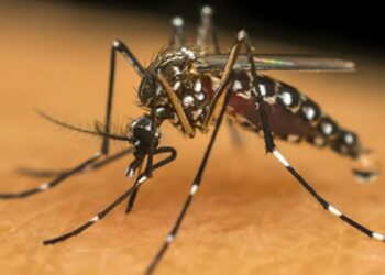 DENGUE: Aprenda a se proteger até a chegada da vacina