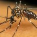 DENGUE: Aprenda a se proteger até a chegada da vacina
