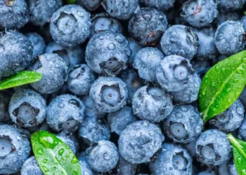 Mirtilo: Conheça esta fruta antioxidante que pode aumentar sua longevidade