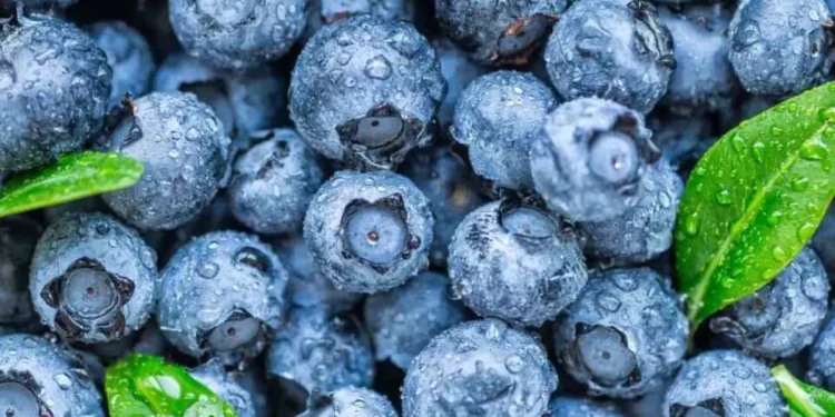 Mirtilo: Conheça esta fruta antioxidante que pode aumentar sua longevidade
