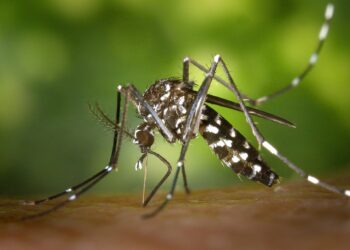 Dengue ou gripe?Confira estas dicas e aprenda diferenciar os sintomas
