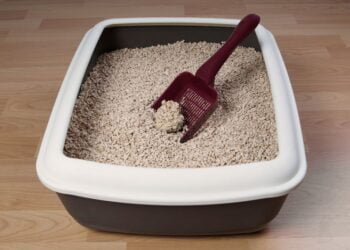 Como higienizar a caixa de areia do gato?