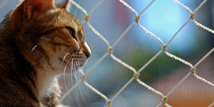 Como limpar redes de proteção de janelas?