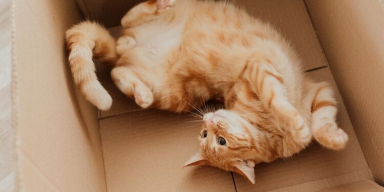 Como reaproveitar caixas de papelão?