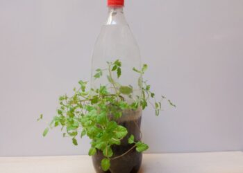 Ideias incríveis do que fazer com garrafas pet!