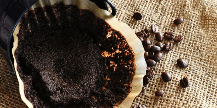Você joga o filtro de café usado no lixo? Veja o que fazer com ele!