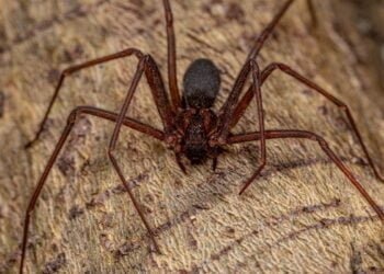 aranhas