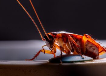 FÓRMULA CASEIRA: Mistura eficaz para eliminar todas as baratas