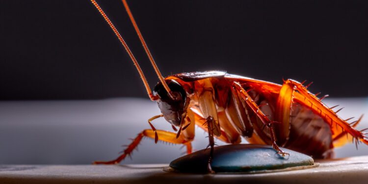 FÓRMULA CASEIRA: Mistura eficaz para eliminar todas as baratas