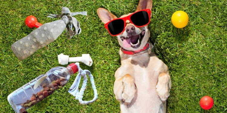 brinquedos para cachorro com garrafa PET